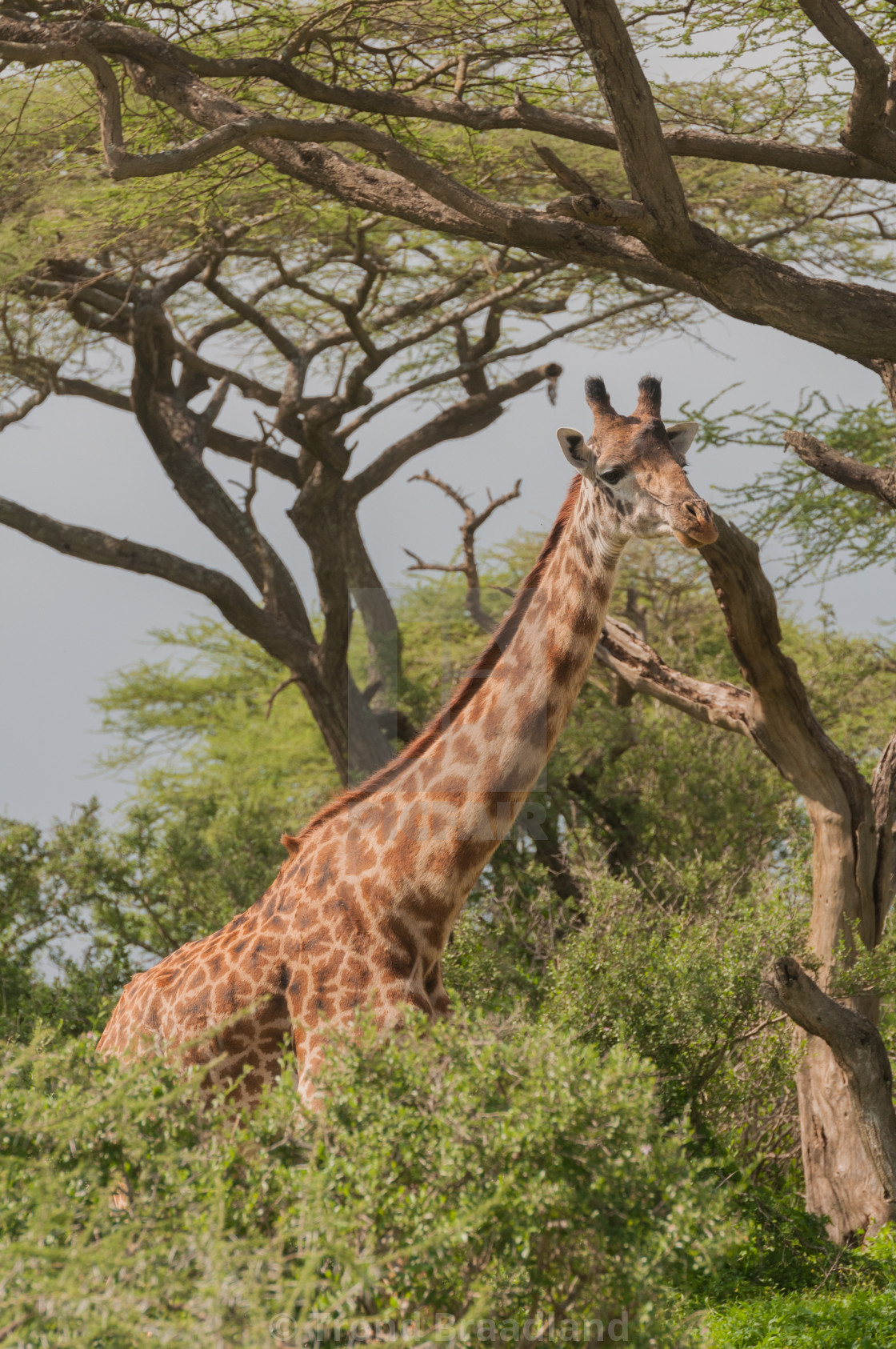 "Giraffe" stock image