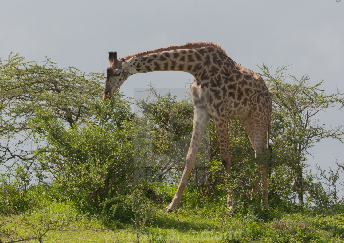 "Giraffe" stock image