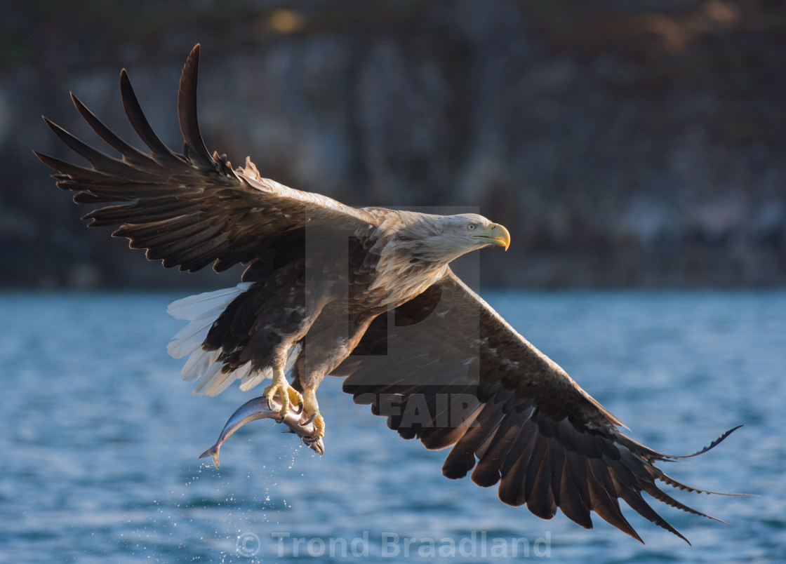 "White-tailed eagle" stock image