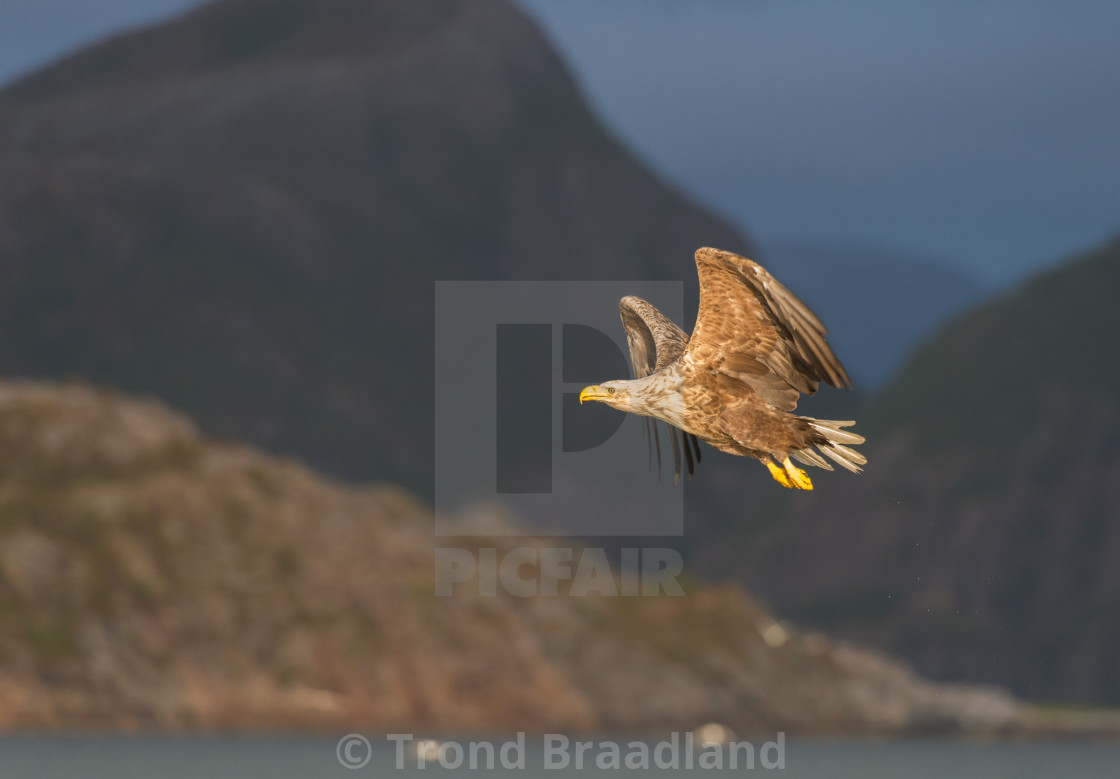 "White-tailed eagle" stock image