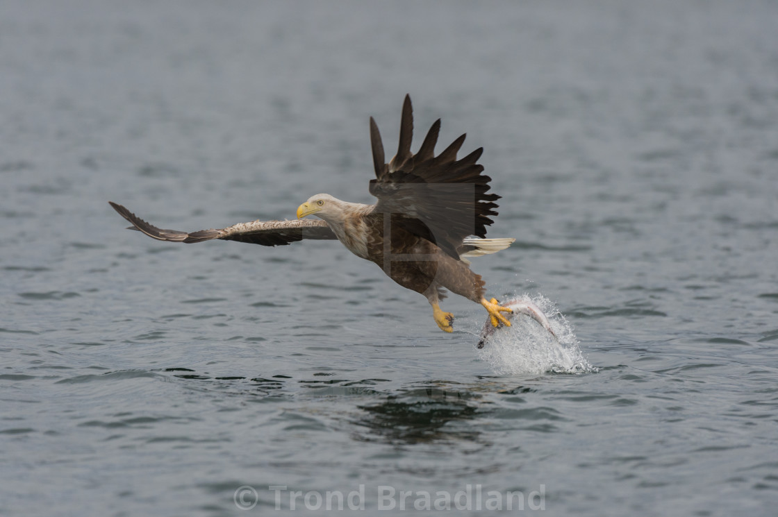 "White-tailed sea eagle" stock image