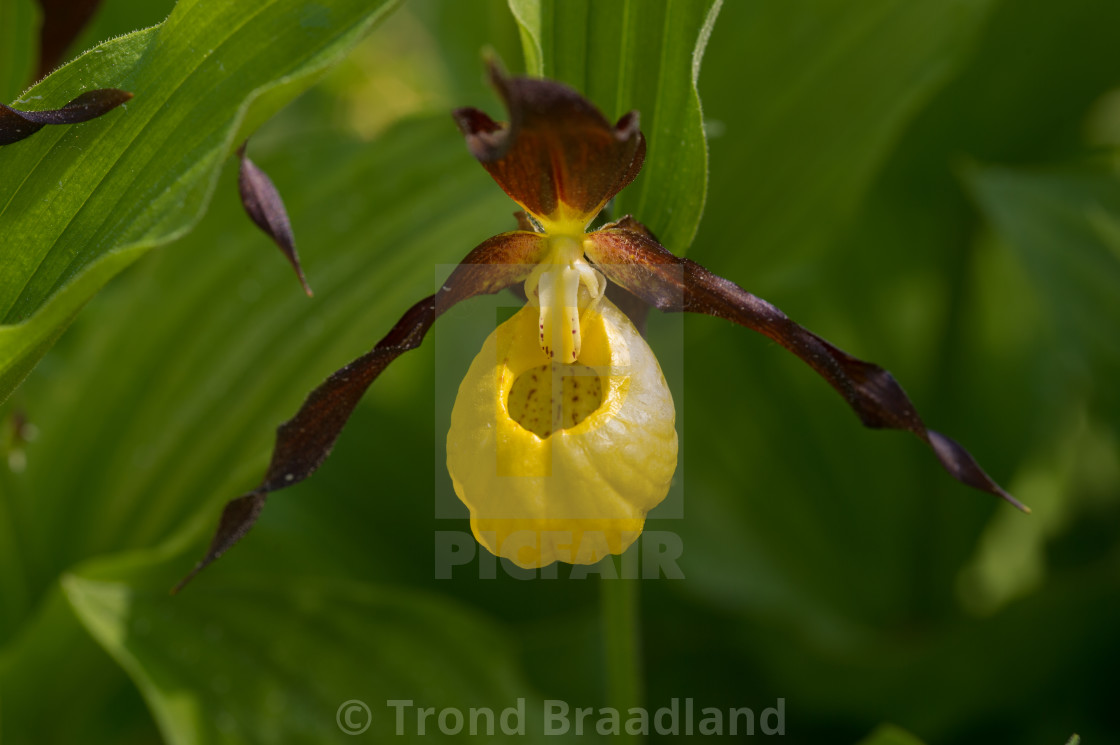 "Yellow lady's-slipper" stock image