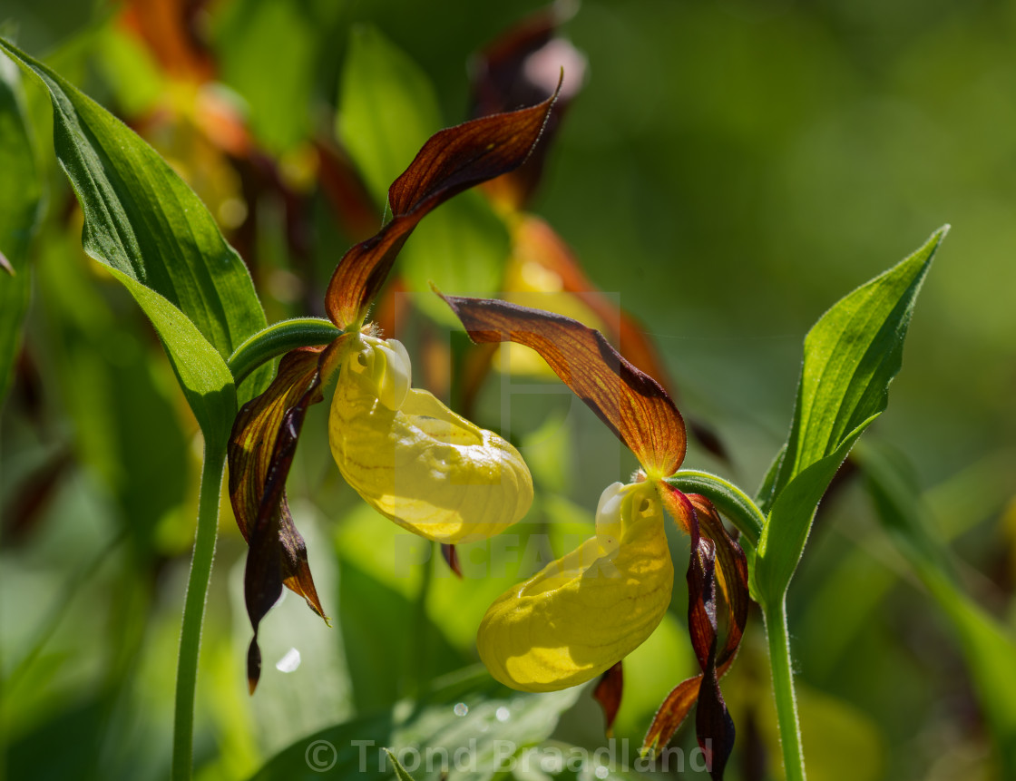 "Yellow lady's-slippers" stock image