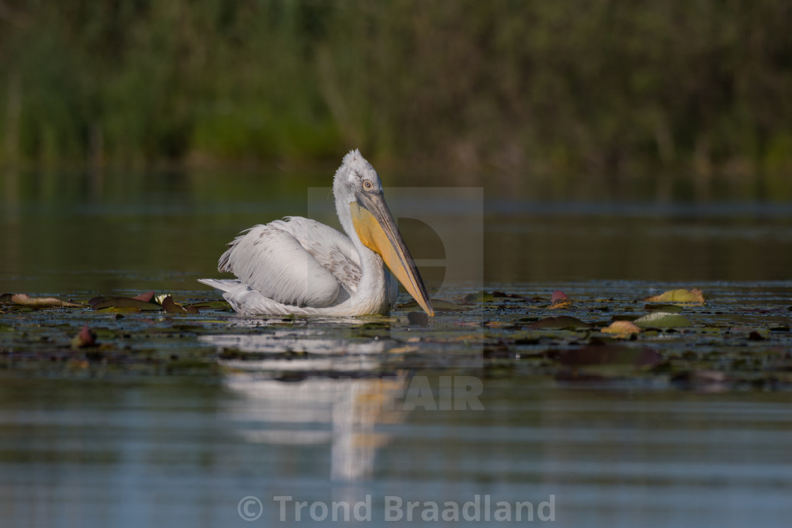 "Dalmatian pelican" stock image