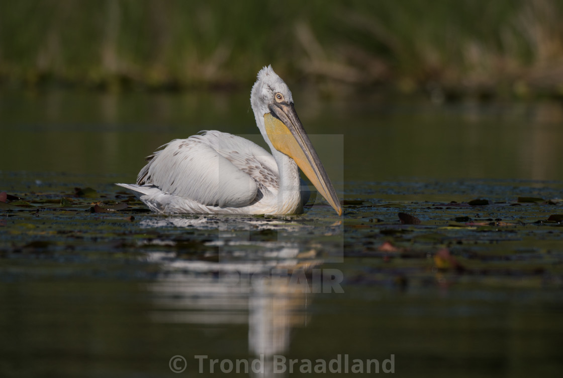 "Dalmatian pelican" stock image