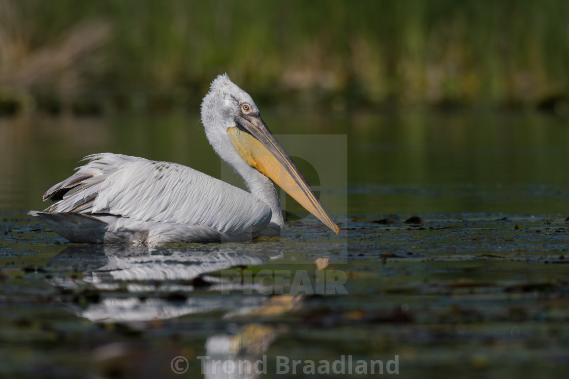 "Dalmatian pelican" stock image