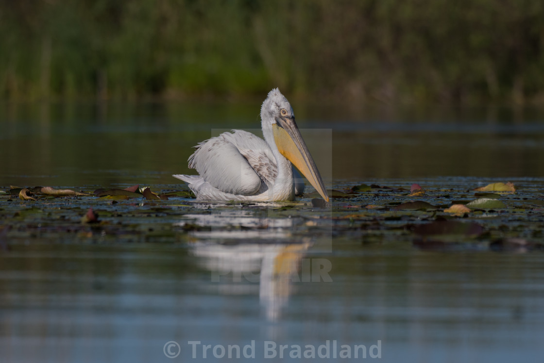 "Dalmatian pelican" stock image