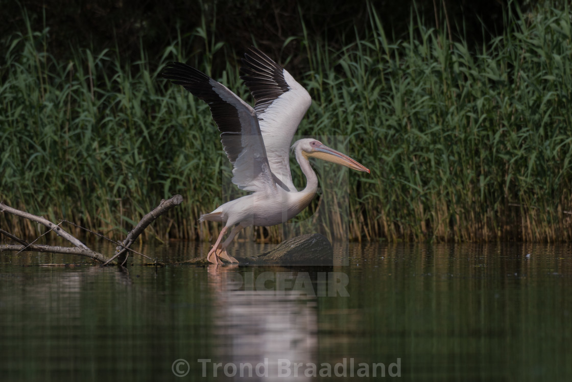 "Great white pelican" stock image