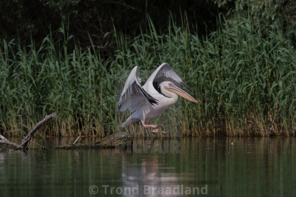 "Great white pelican" stock image