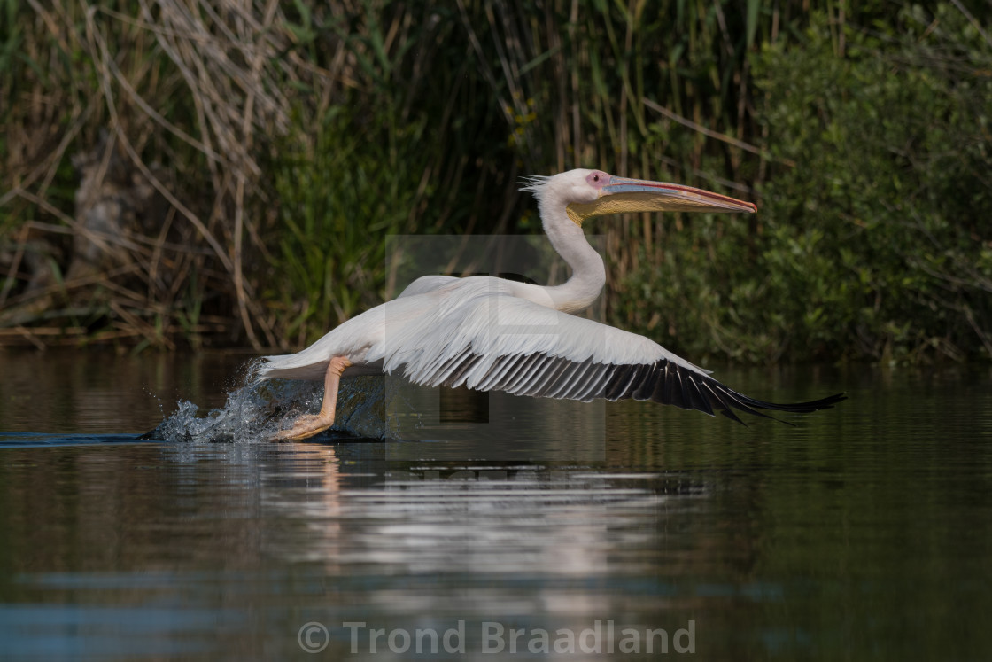 "Great white pelican" stock image