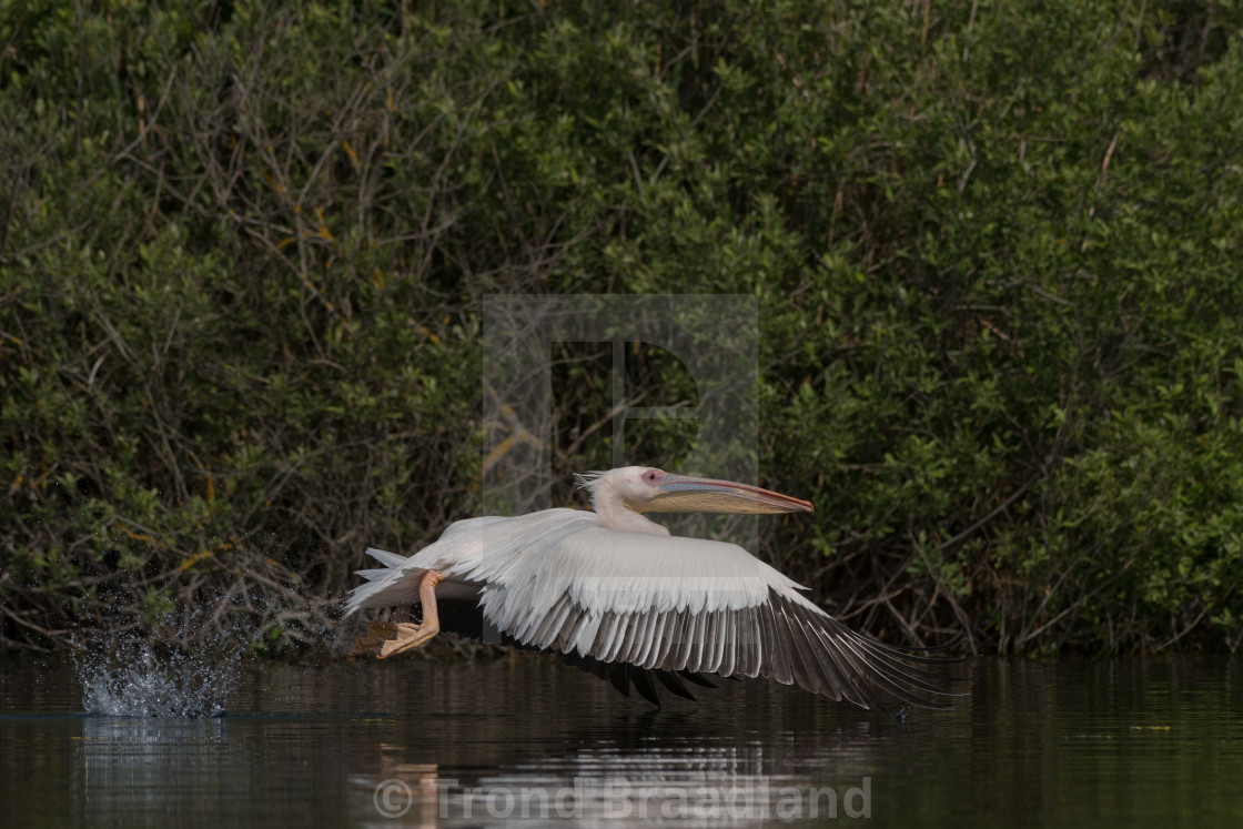 "Great white pelican" stock image