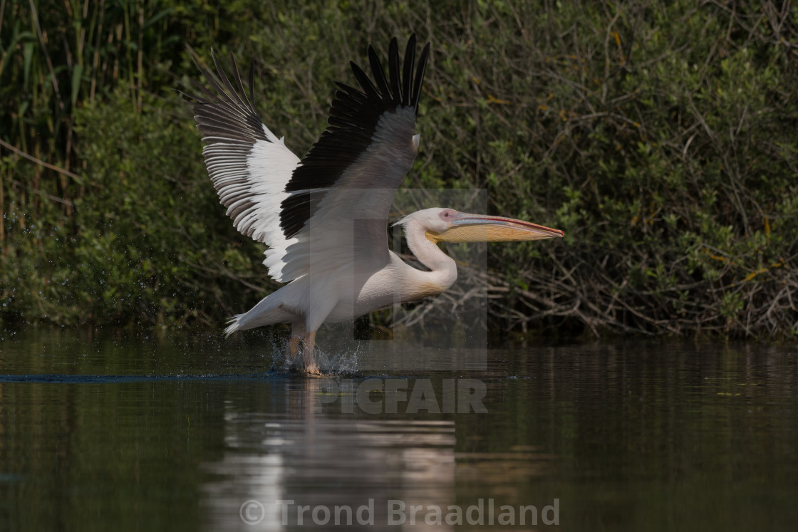 "Great white pelican" stock image