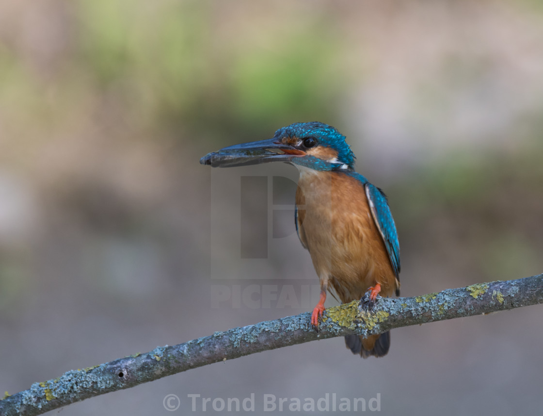 "Kingfisher" stock image