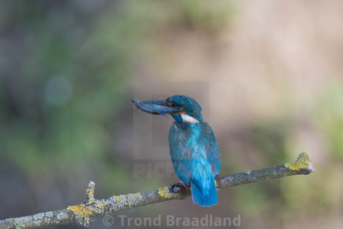 "Common kingfisher" stock image