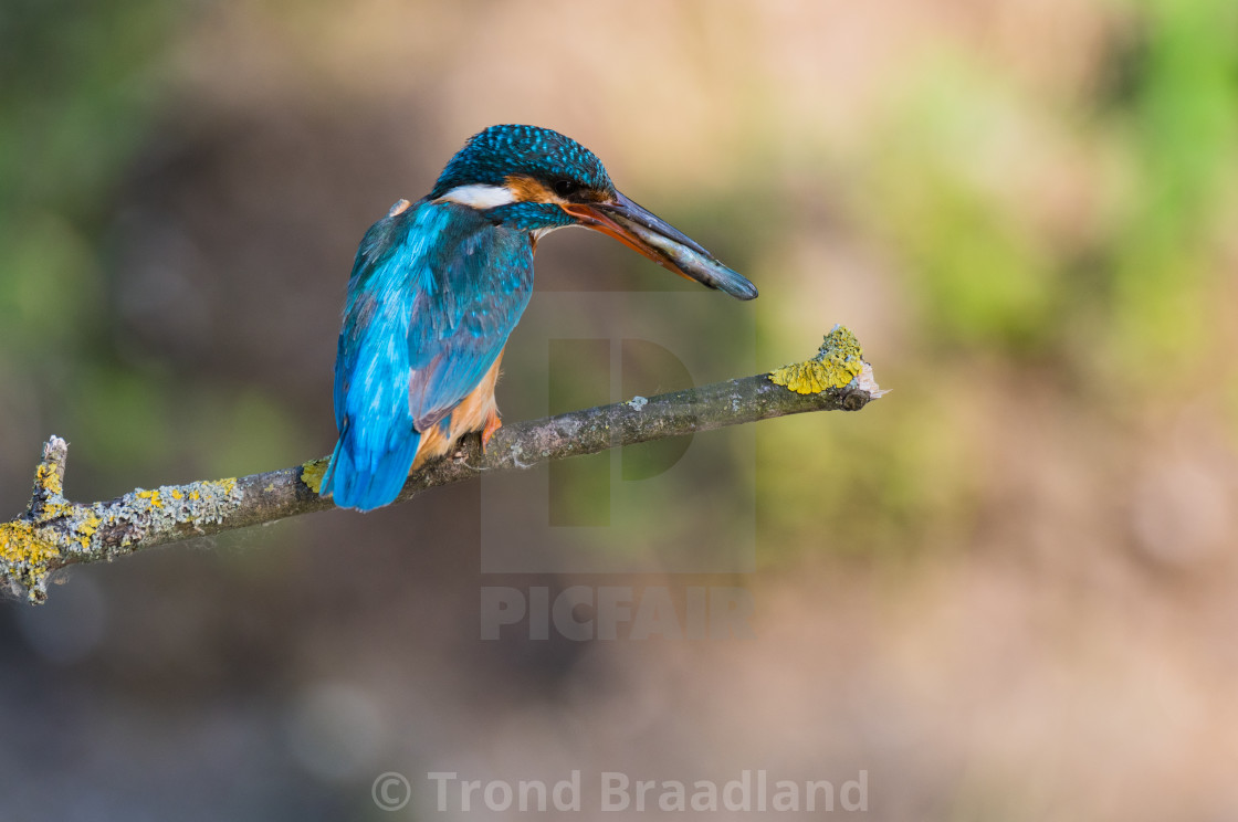 "Common kingfisher" stock image