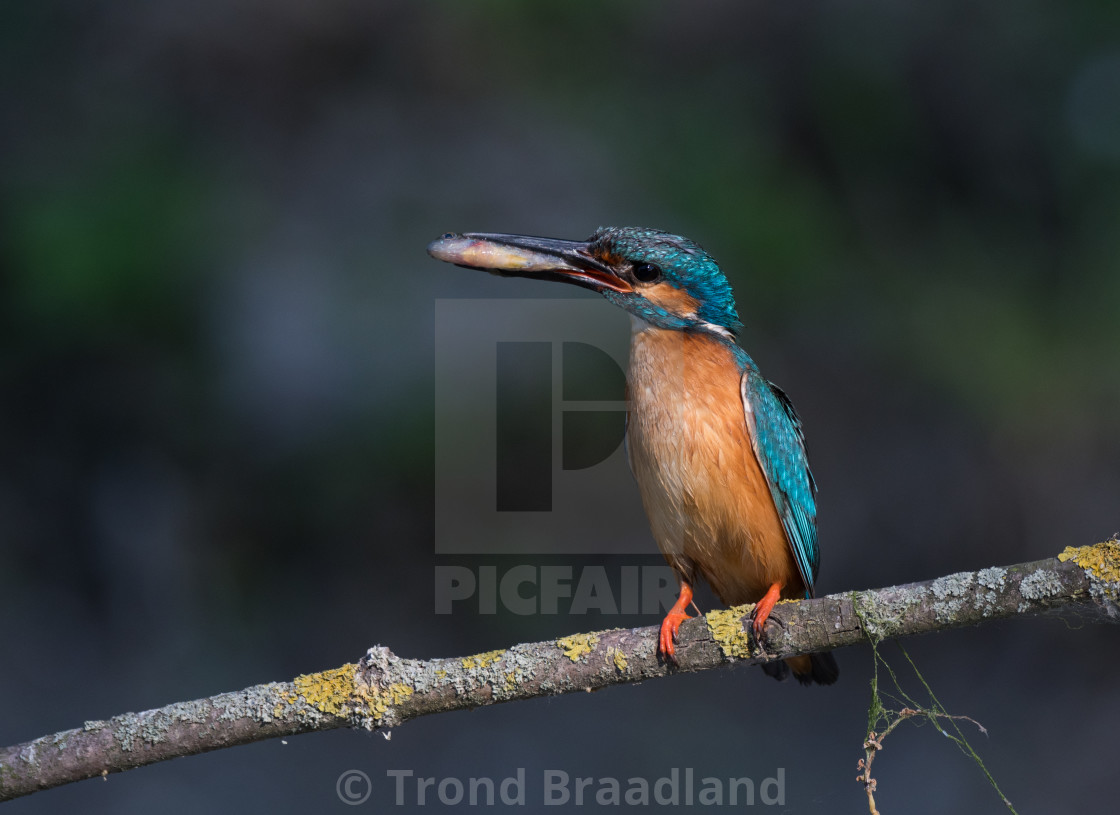 "Common kingfisher" stock image