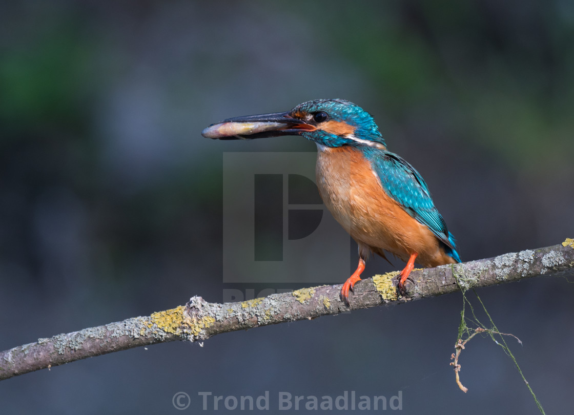 "Common kingfisher" stock image