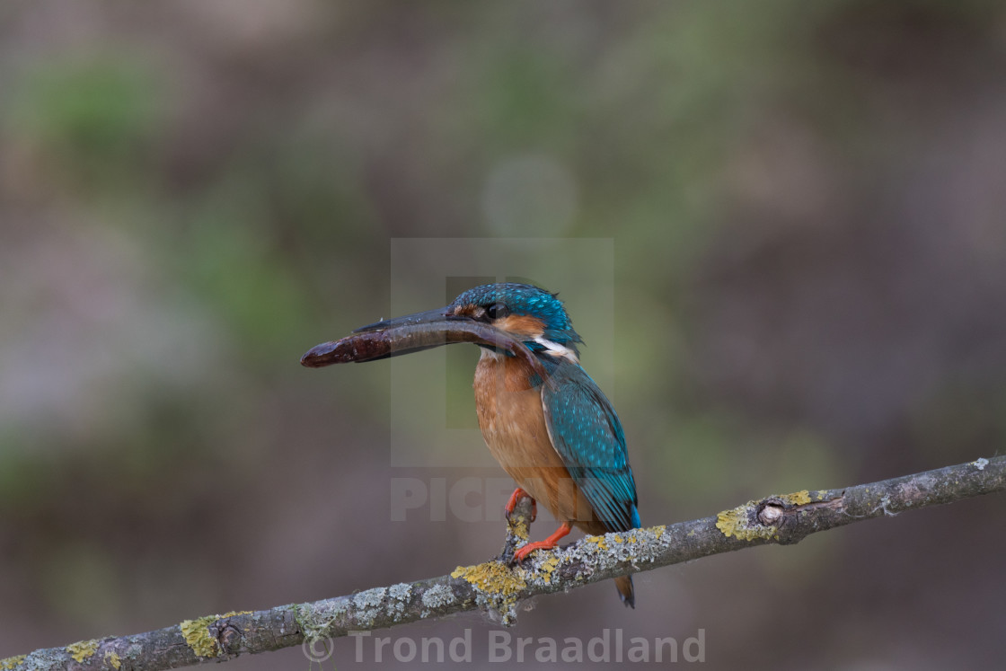 "Common kingfisher" stock image