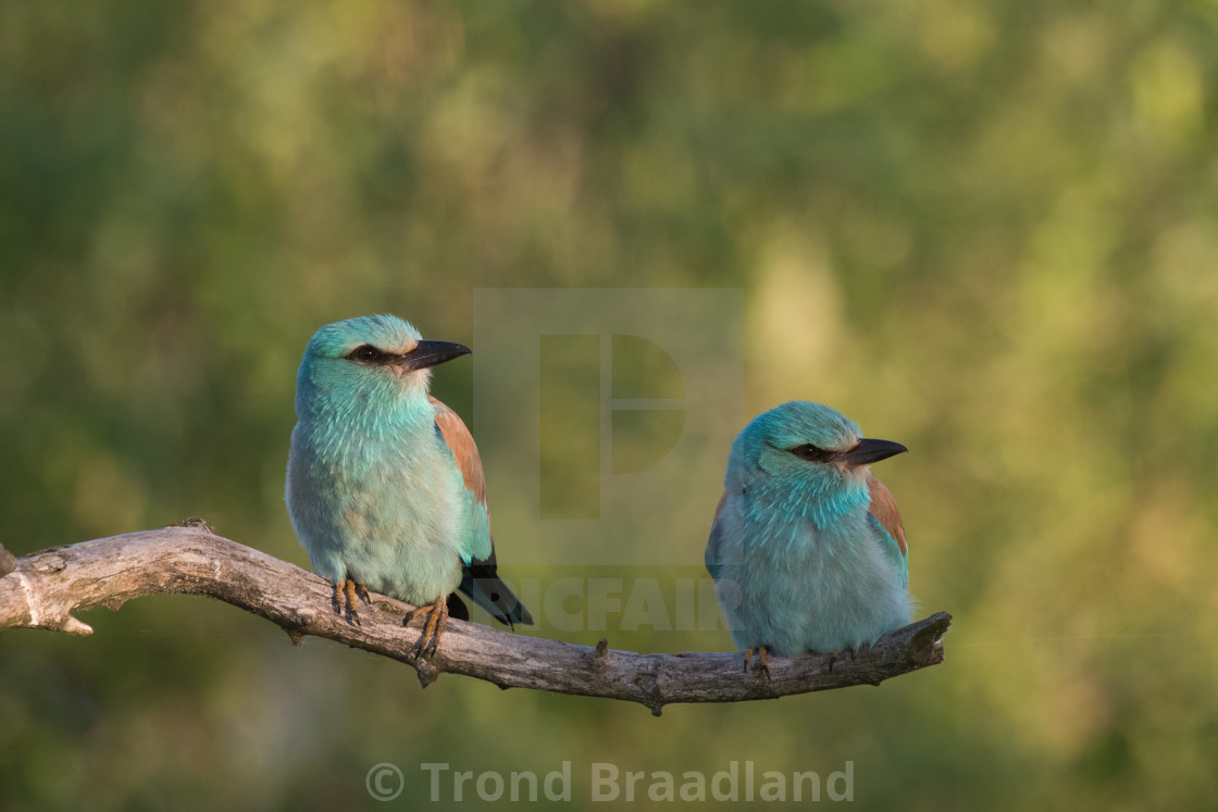 "European rollers" stock image