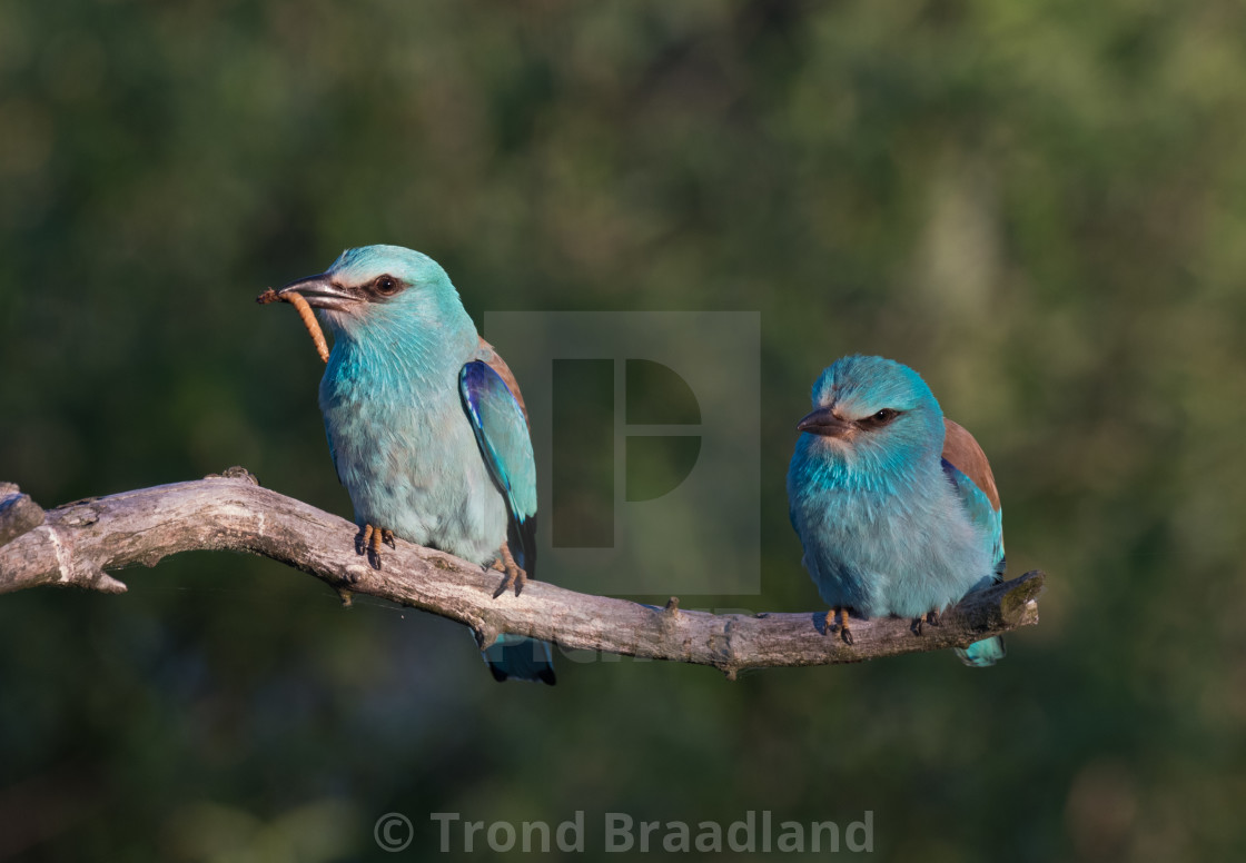 "European rollers" stock image