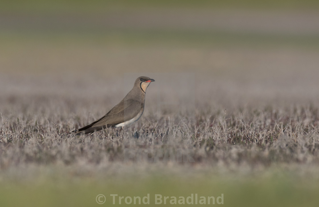 "Collared pratincole" stock image