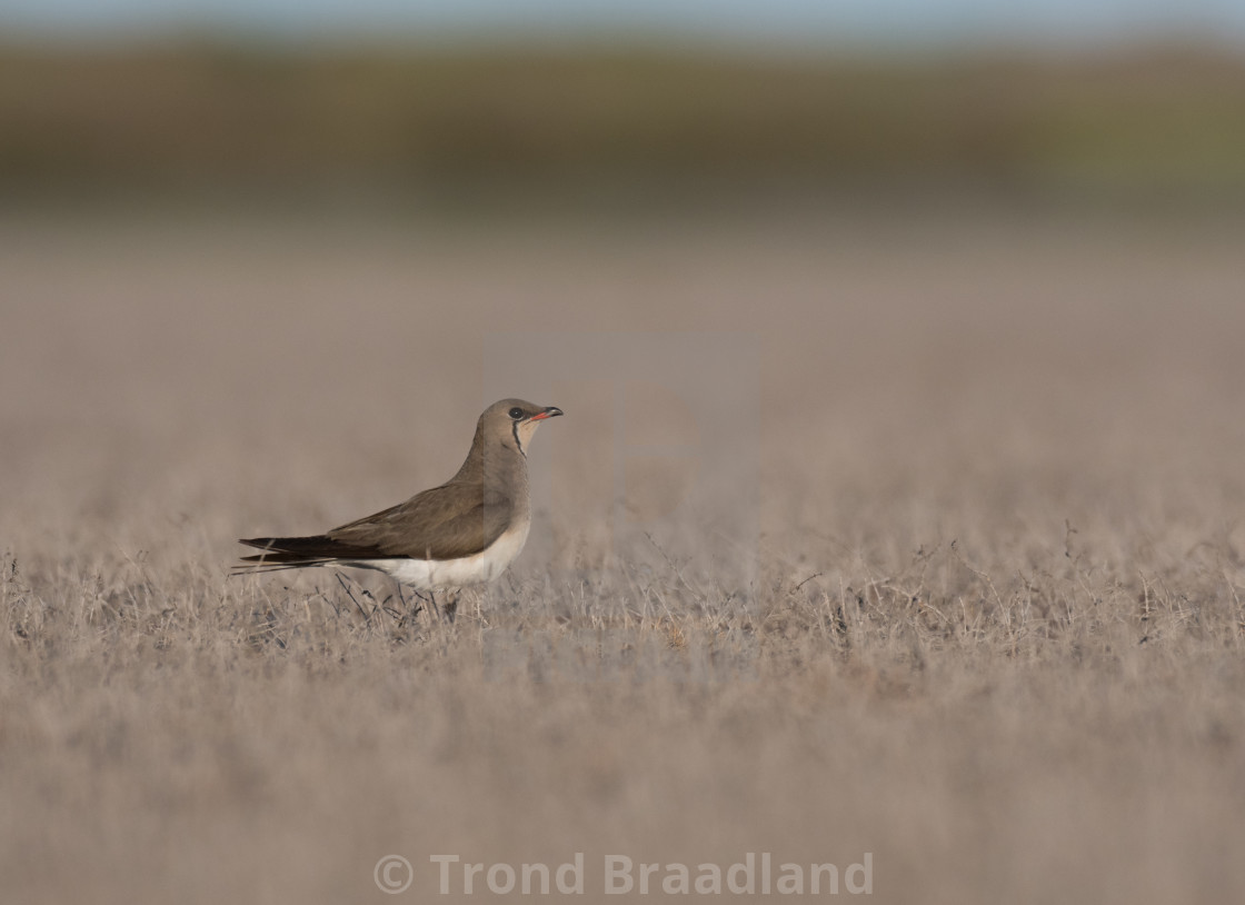 "Collared pratincole" stock image