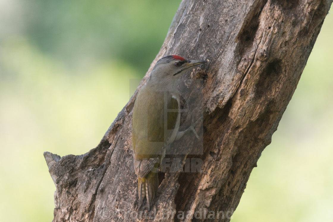 "Grey-headed woodpecker" stock image