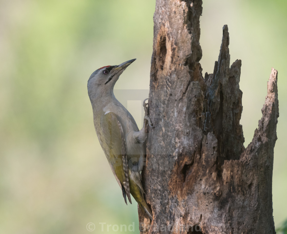 "Grey-headed woodpecker" stock image