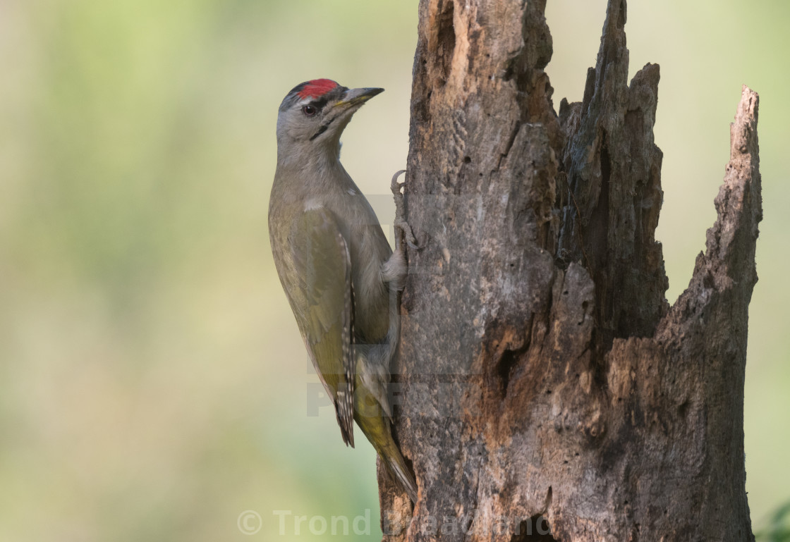 "Grey-headed woodpecker" stock image