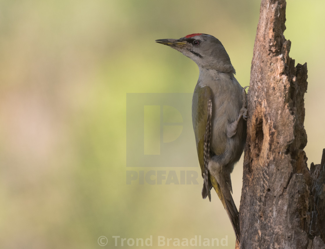 "Grey-headed woodpecker" stock image