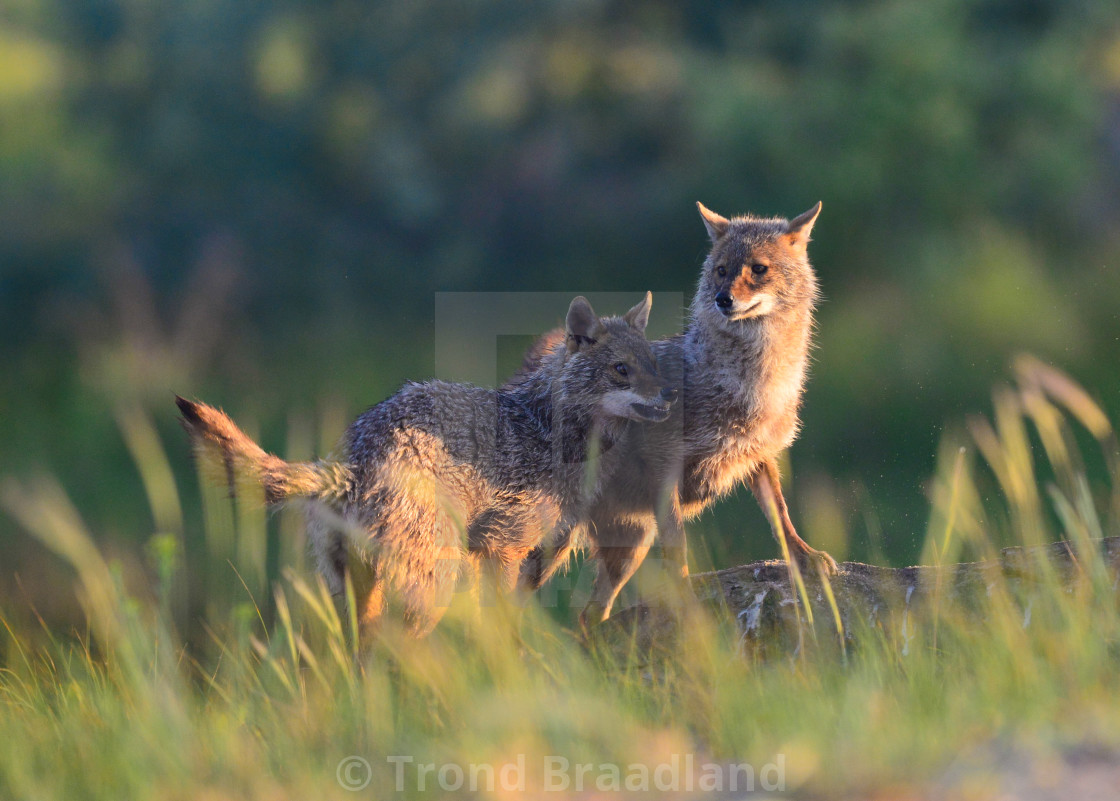 "Young golden jackals" stock image