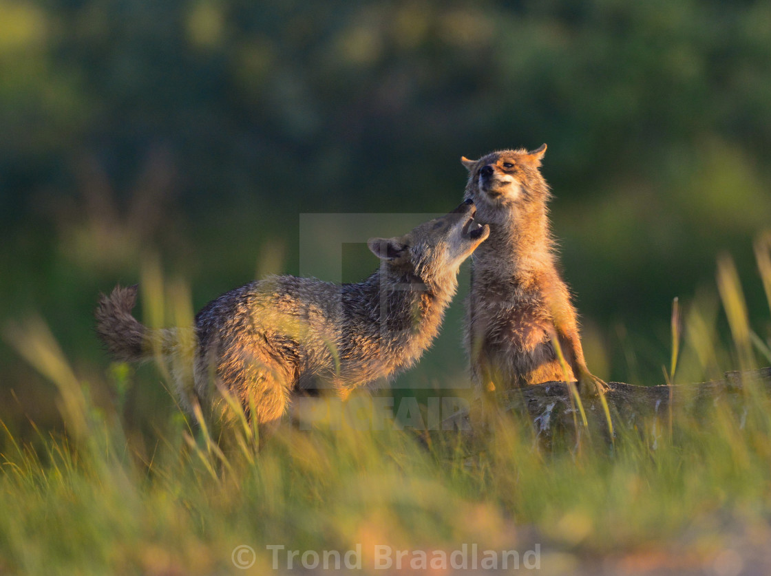 "Young golden jackals" stock image