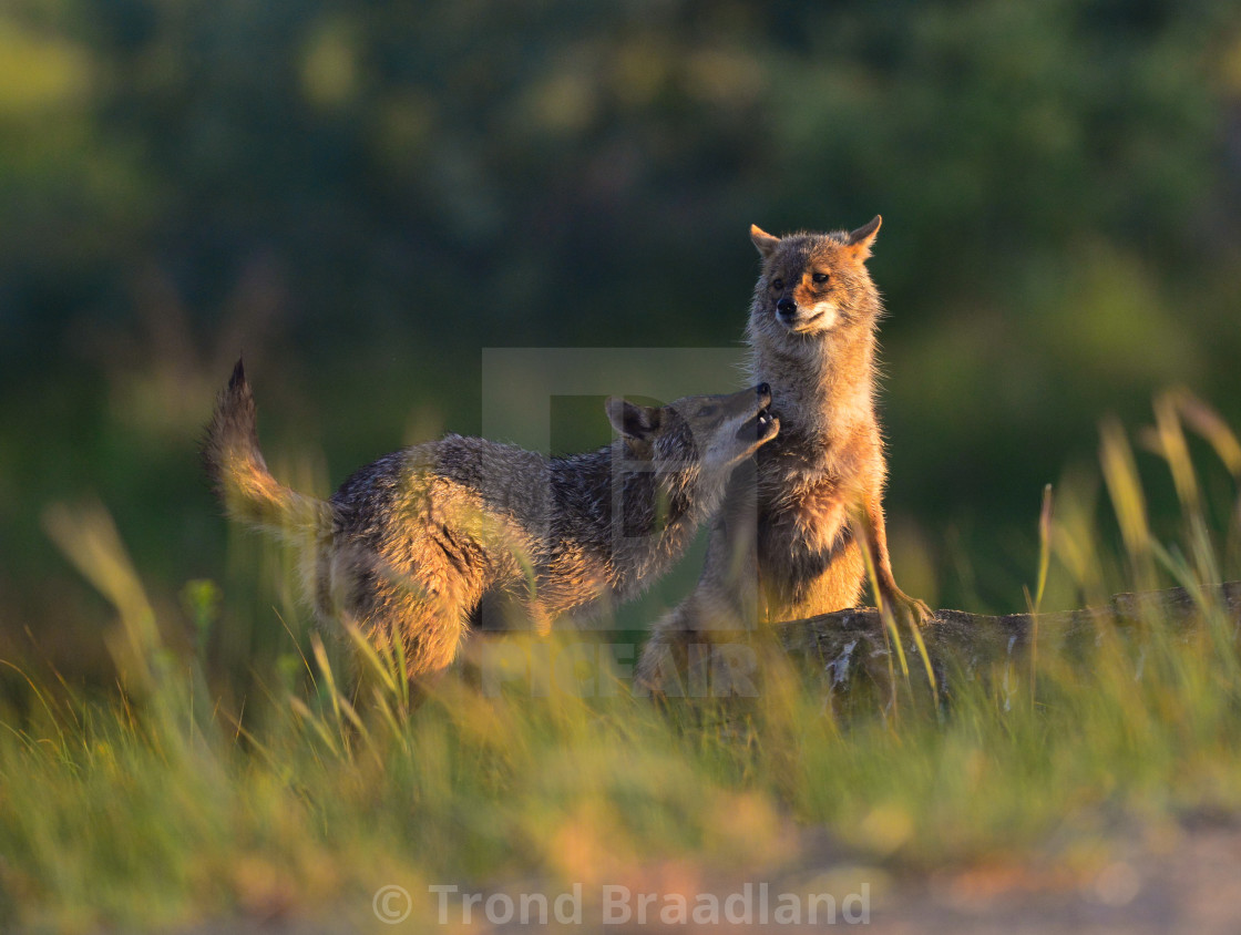 "Young golden jackals" stock image