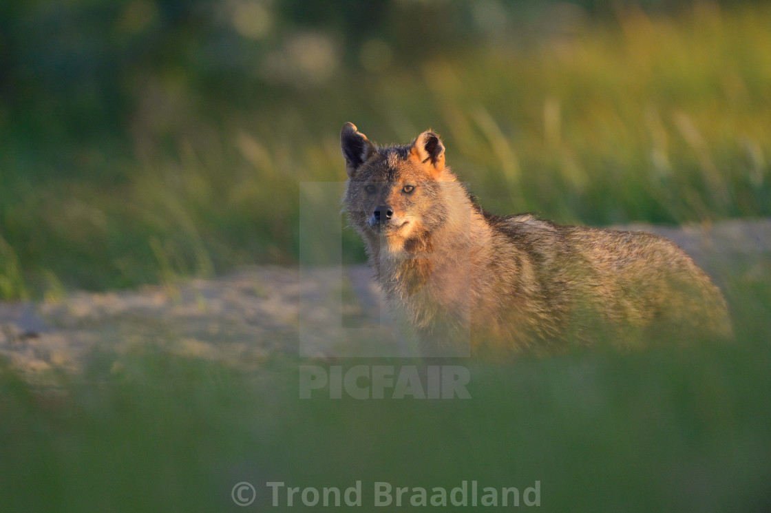 "Golden jackal" stock image