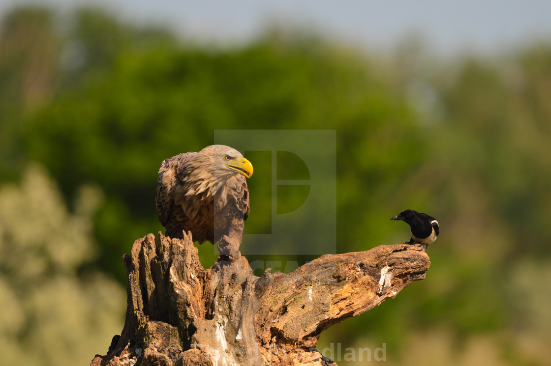 "White-tailed eagle and magpie" stock image