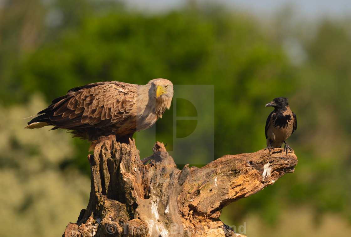 "White-tailed eagle and hooded crow" stock image