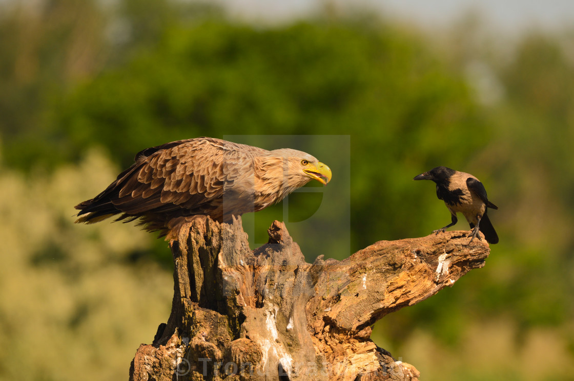 "White-tailed eagle and hooded crow" stock image