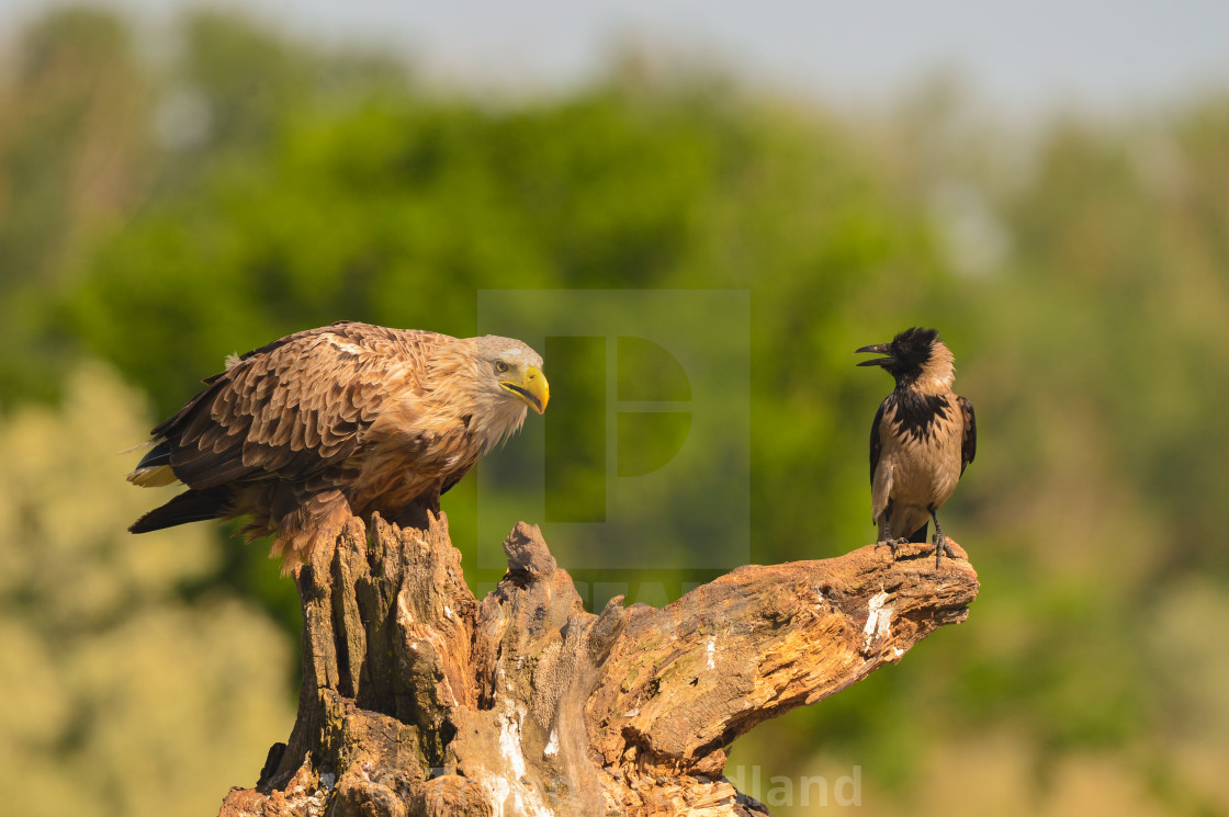 "White-tailed eagle and hooded crow" stock image