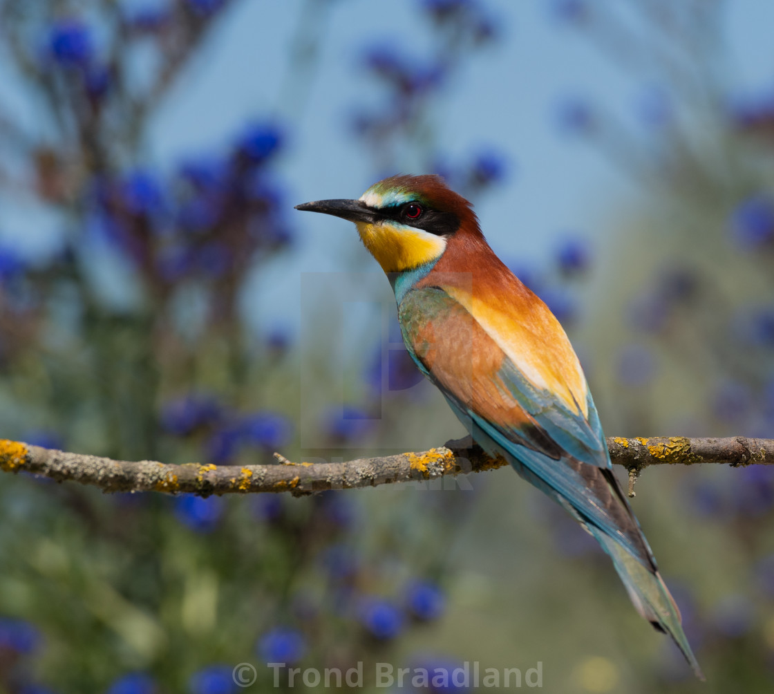 "European bee-eater" stock image