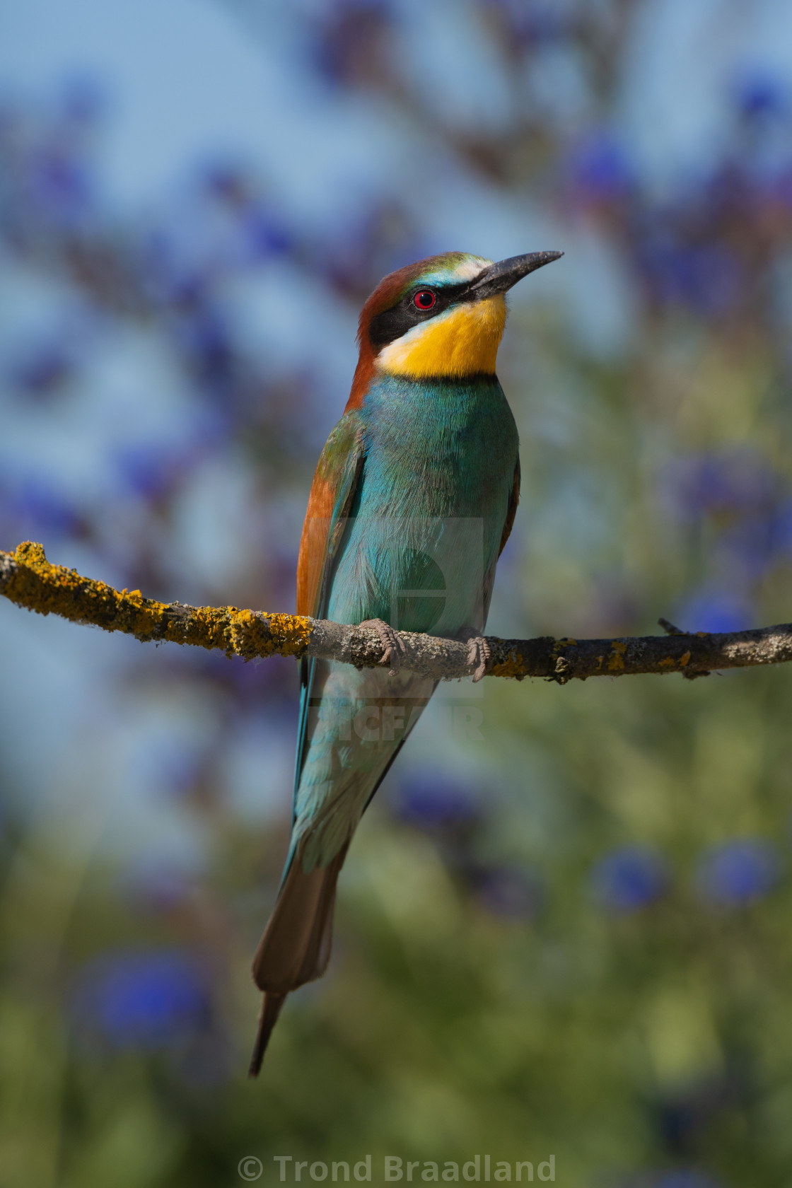 "European bee-eater" stock image