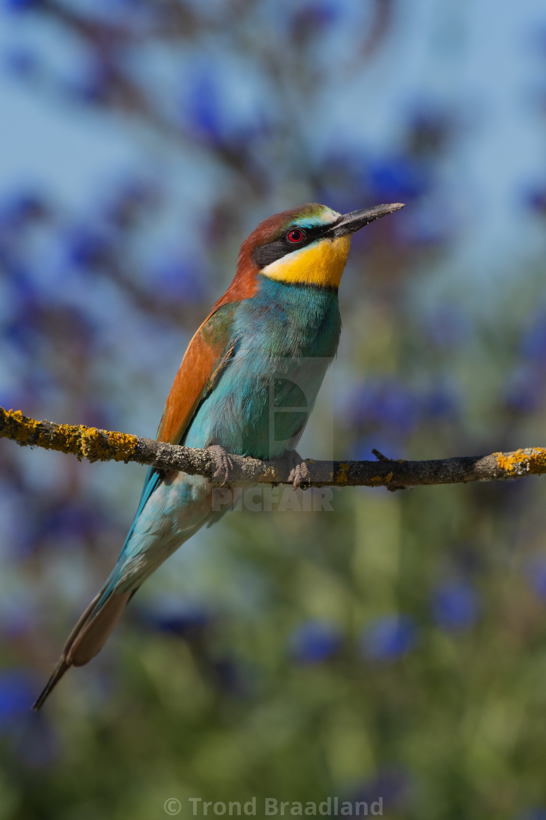 "European bee-eater" stock image