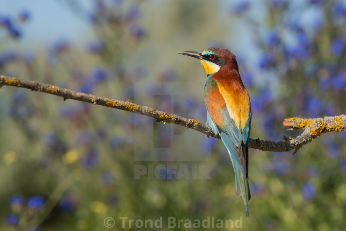 "European bee-eater" stock image