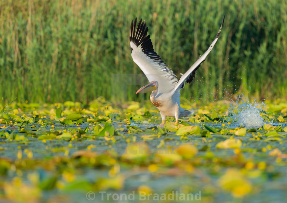 "Great white pelican" stock image