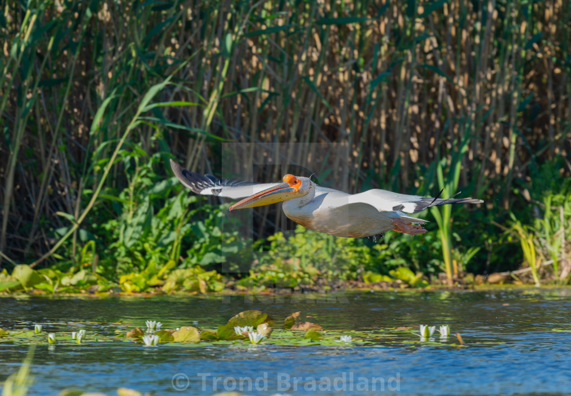 "Great white pelican" stock image