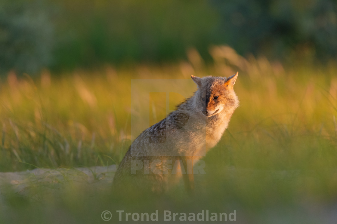 "Golden jackal" stock image