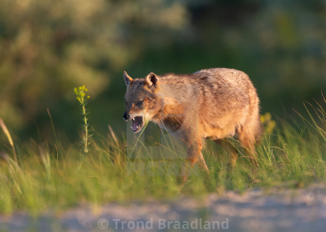 "Golden jackal" stock image