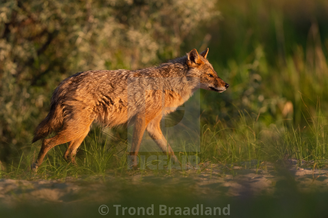 "Golden jackal" stock image