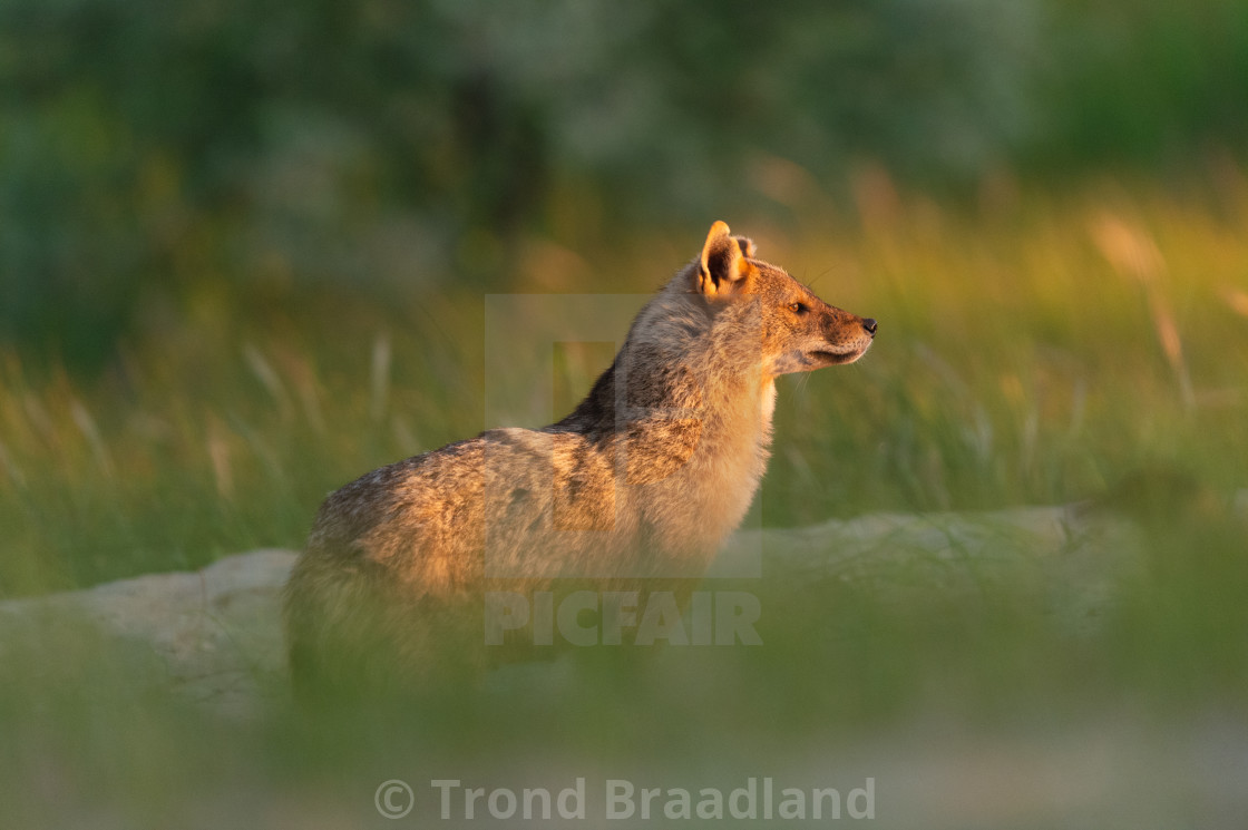 "Golden jackal" stock image