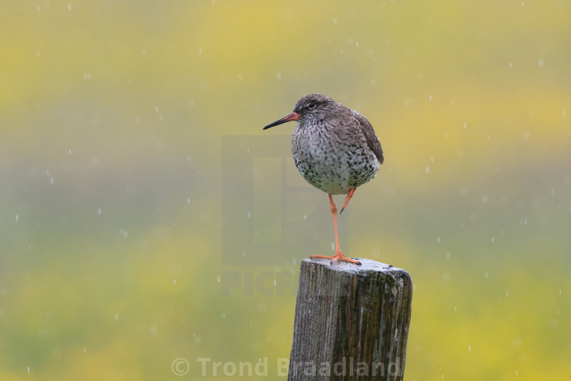 "Common redshank" stock image