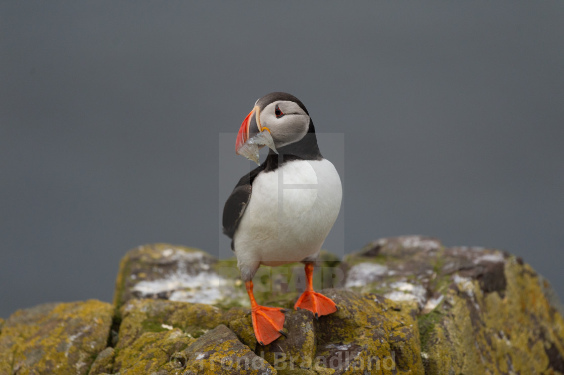 "Atlantic puffin" stock image